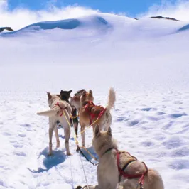 a dog that is covered in snow