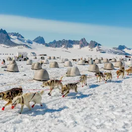 a herd of sheep walking across a snow covered mountain